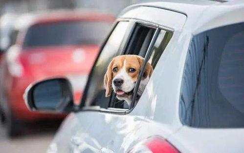 成人简易狗拉车视频播放,成人简易狗拉车趣味玩法揭秘