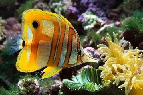 鱼变成人和鸟对话视频,奇妙的鱼人鸟对话奇遇记